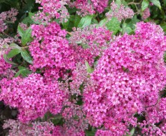 Spiraea japonica Anthony Waterer