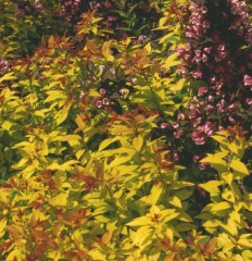 Spiraea japonica Goldflame