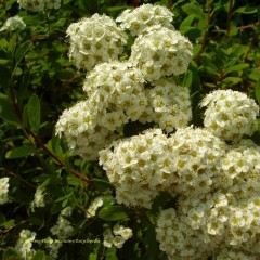 Spiraea nipponica Snowmound