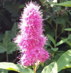 Spiraea salicifolia (Bridewort)