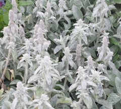 Stachys byzantina