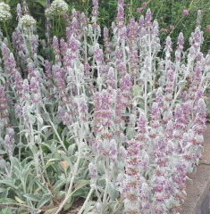 Stachys byzantina