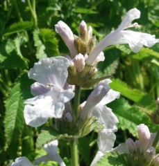 Stachys macrantha Morning Blush