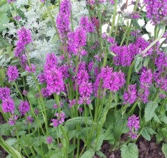 Stachys officinalis Rascal