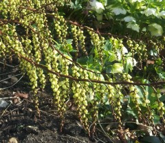 Stachyurus praecox