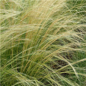 Stipa tennuissima (feather grass)