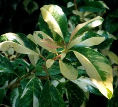 Photinia davidiana Palette