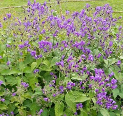 Strobilanthes atropurpureus