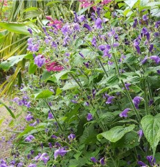 Strobilanthes atropurpureus