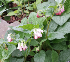 Symphytum Hidcote Pink