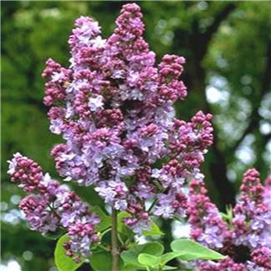 Syringa vulgaris Charles Joly