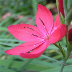 Schizostylis (Hesperantha) coccinea ‘Tambara’