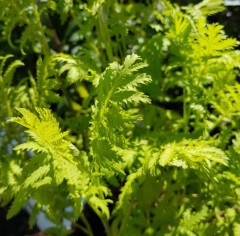 Tanacetum vulgare Isla Gold