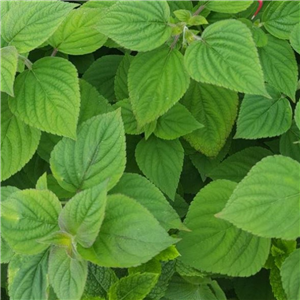 Herb Sage - Tangerine (Salvia elegans)