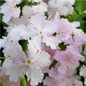 Primula sieboldii Tatuta-no-yube