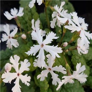 Primula sieboldii Tatutanoy