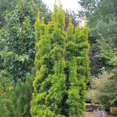 Taxus baccata Fastigiata Aurea