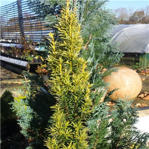 Taxus baccata Ivory Tower