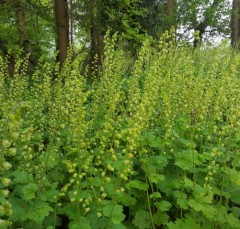 Tellima grandiflora