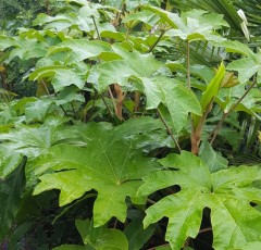 Tetrapanax papyrifera Rex