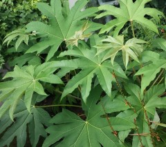 Tetrapanax papyrifera Rex