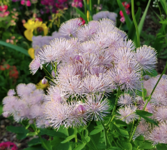 Thalictrum aquilegifolium Hybridum