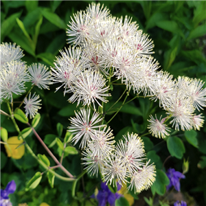 Thalictrum aquilegifolium Hybridum