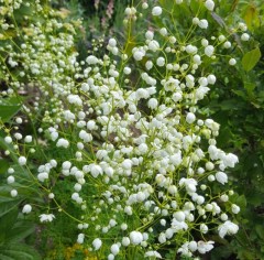 Thalictrum delavayii Splendide White