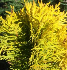 Thuja occidentalis Amber Glow