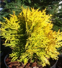 Thuja occidentalis Amber Glow