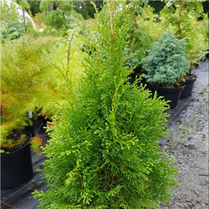 Thuja occidentalis Smaragd