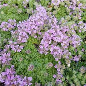 Thymus serpyllum Minimus