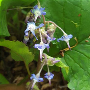 Trachystemon orientalis Bamian