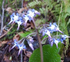 Trachystemon orientalis