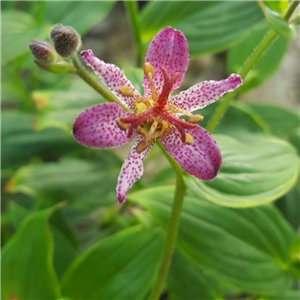 Tricyrtis Gilt Edge