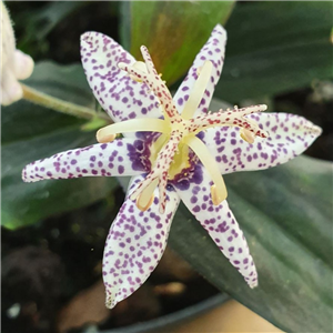 Tricyrtis macropoda Crow Leaf