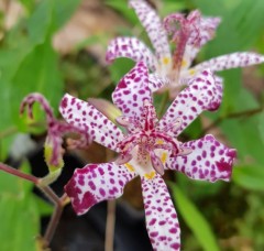 Tricyrtis hirta Matsukaze