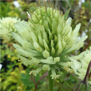 Trifolium ochroleucon