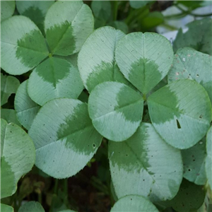 Trifolium repens Green Ice