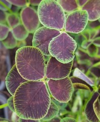 Trifolium repens Purpurascens