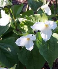 Trillium grandiflorum