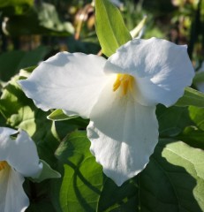 Trillium grandiflorum