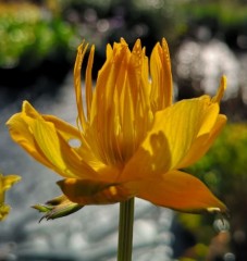 Trollius chinensis Golden Queen