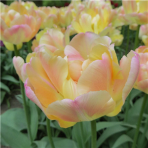 Tulip (Double) Peaches and Cream. Potted