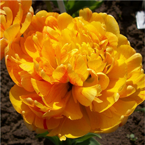 Tulip (Double) Sunlover. Loose per 10 bulbs.