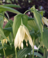 Uvularia grandiflora Pallida