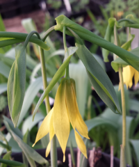 Uvularia grandiflora