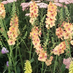 Verbascum Clementine