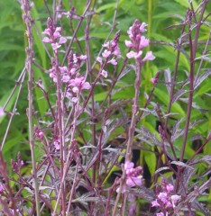 Verbena officinalis Bampton