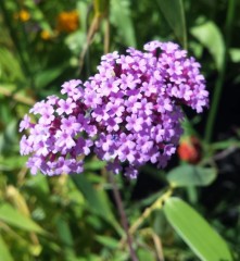 Verbena bonariensis